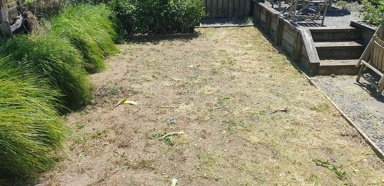 Courtyard lawn transformation: before work