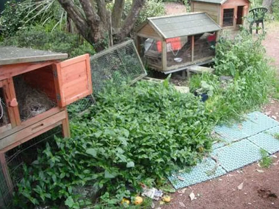 Garden clearance and timber path: before work