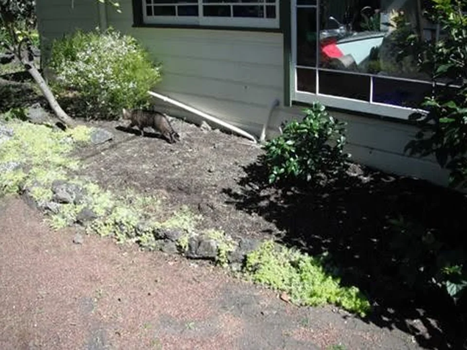 Front garden clearance: after work