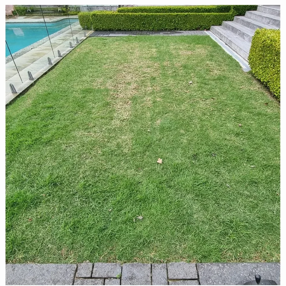 Lawn renovation in progress: before work