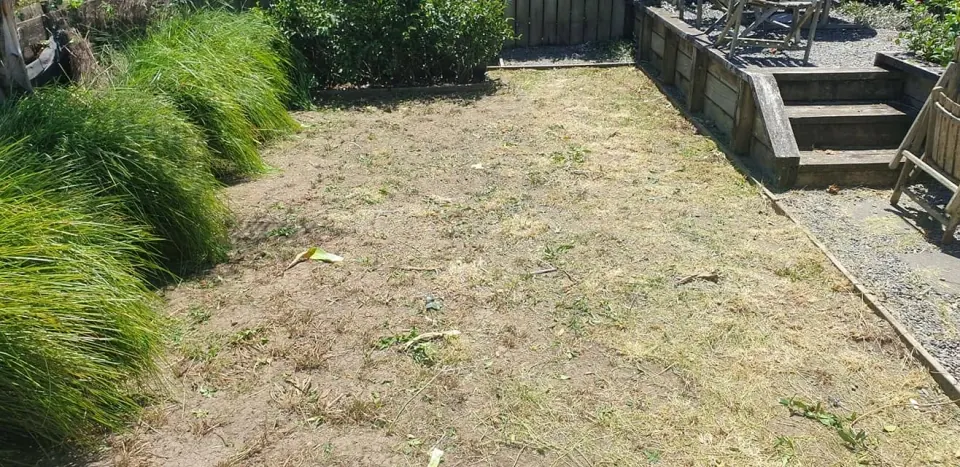 Courtyard lawn transformation: before work