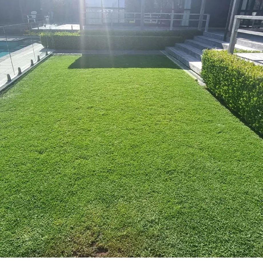Lawn renovation in progress